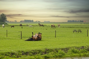 绿色原生态马场草地骏马吃草图片